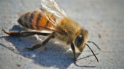 What is harmful to bees?