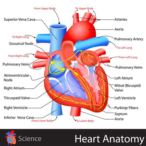 What is heart structure?