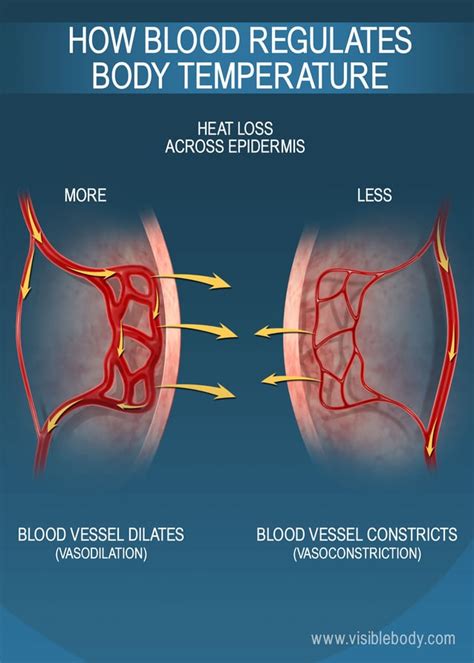 What is heat blood?