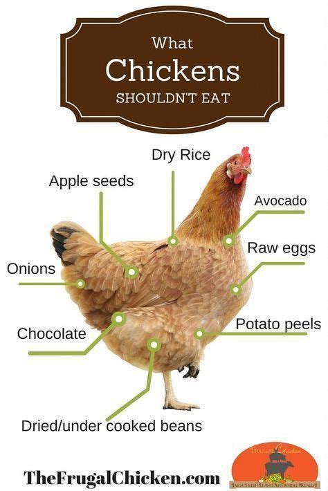 What is highly toxic to chickens?