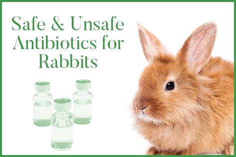 What is homemade antibiotics for rabbits?