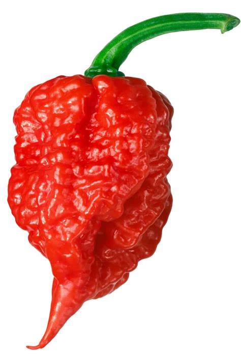 What is hotter than a Carolina Reaper?