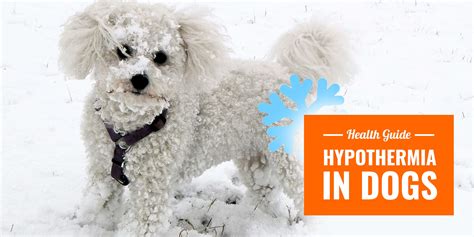 What is hypothermia in a dog?