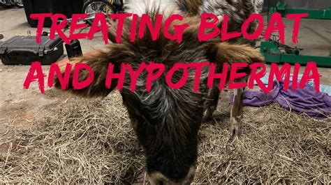 What is hypothermia in cattle?