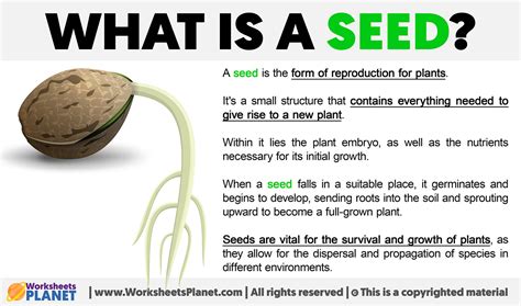What is in a seed?