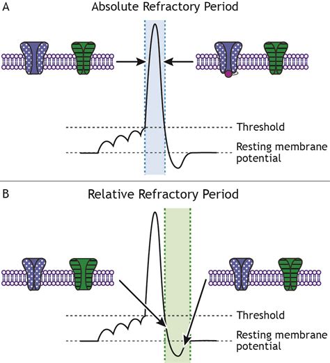 What is inactive period?