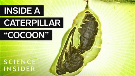 What is inside a cocoon?