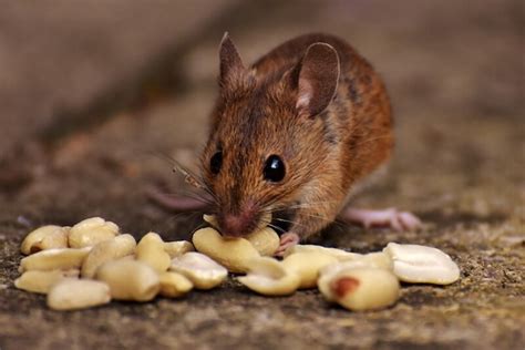 What is irresistible to a mouse?