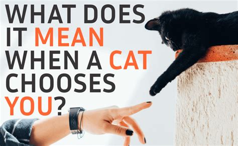 What is it called when a cat chooses you?
