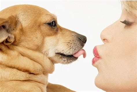 What is kisses in dog language?