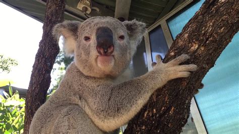 What is koala calling?