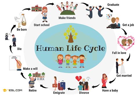 What is last phase of life?