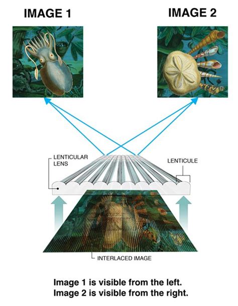 What is lenticular effect?