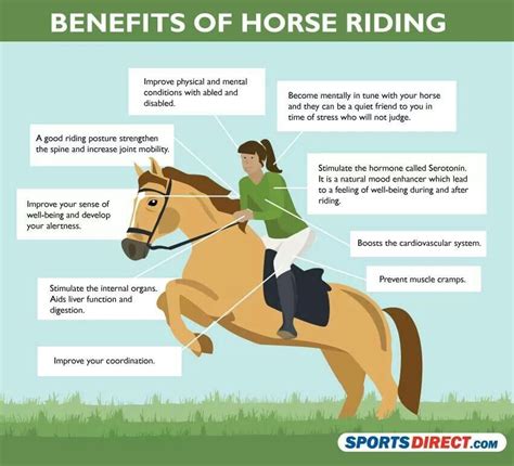 What is level 6 in horse riding?