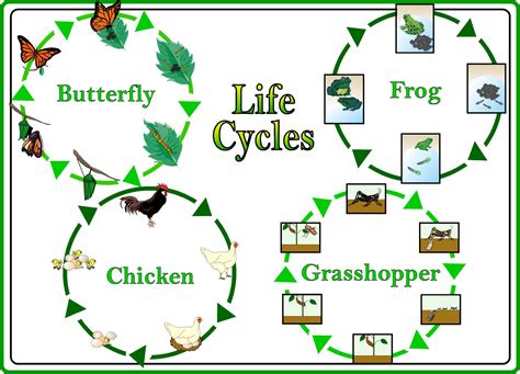 What is life cycle simple?