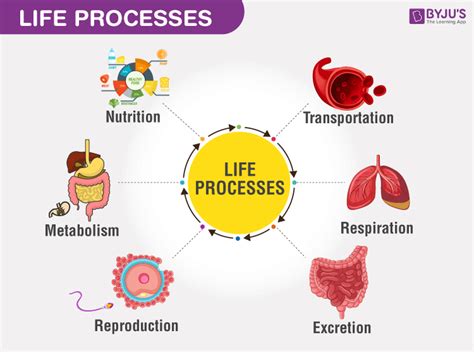 What is lifelong process?