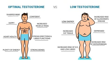 What is low testosterone belly?