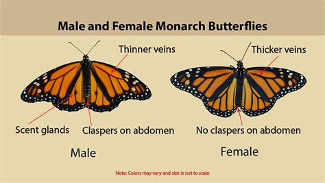 What is male butterfly called?