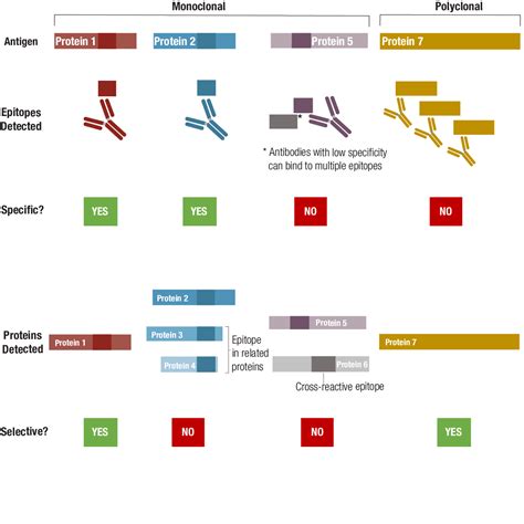 What is meant by antibody specificity?