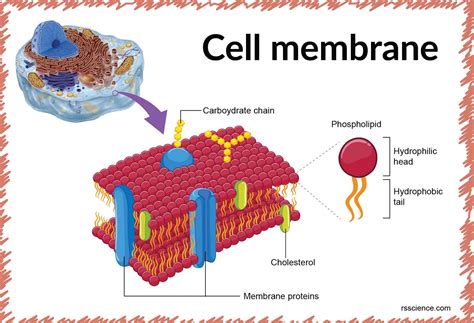 What is membrane size?