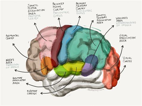 What is memory neuroscience?