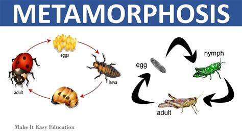 What is metamorphosis 10?
