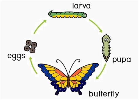 What is metamorphosis basic 4?