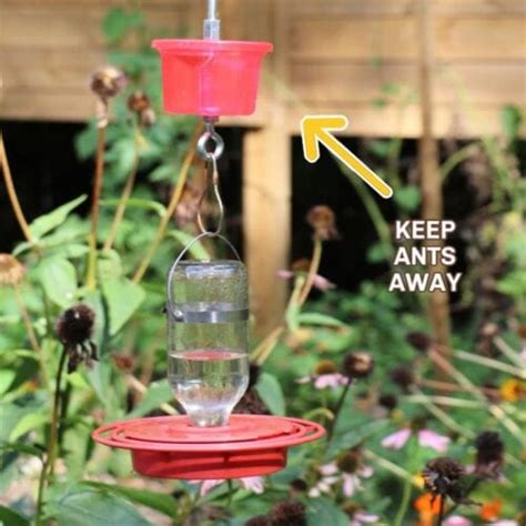 What is moat for hummingbird feeder?