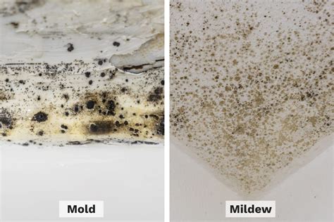 What is mold similar to?