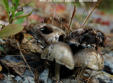 What is mushroom rot?