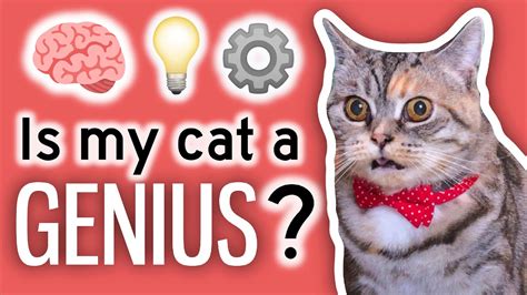 What is my cats iq?