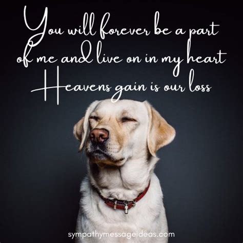 What is my message for my dog who passed away?