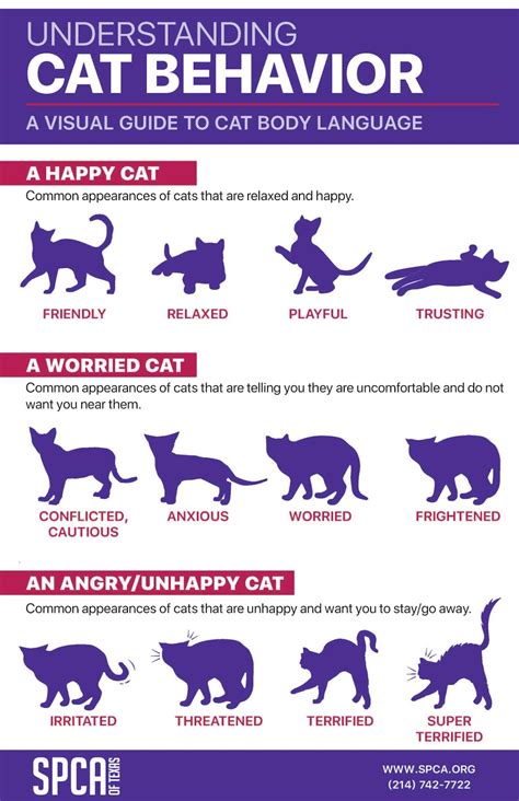 What is needy behavior in cats?