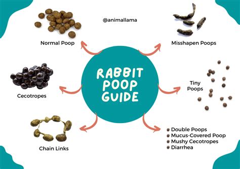 What is normal rabbit poop?