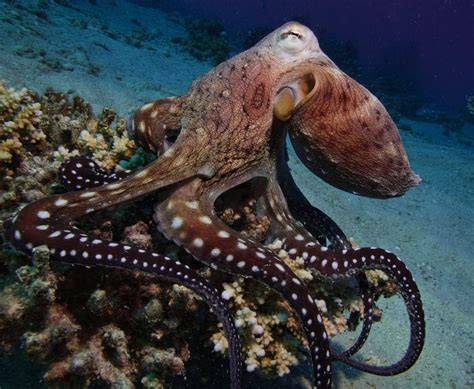 What is octopus called?