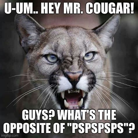 What is opposite of a cougar?