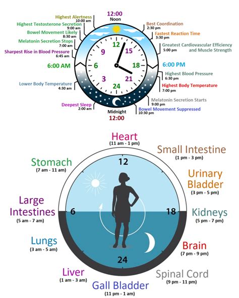 What is our biological clock?