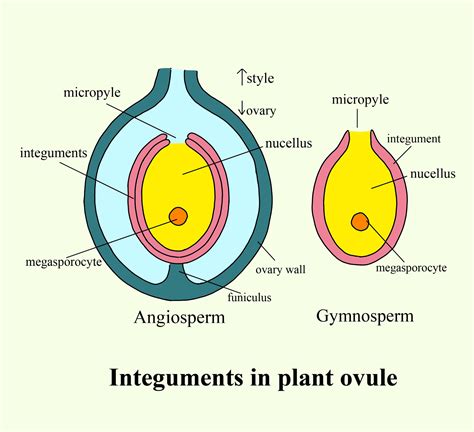 What is ovule in flower?