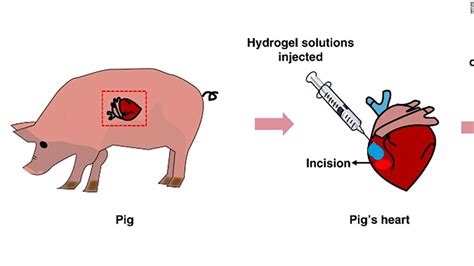 What is pig glue?
