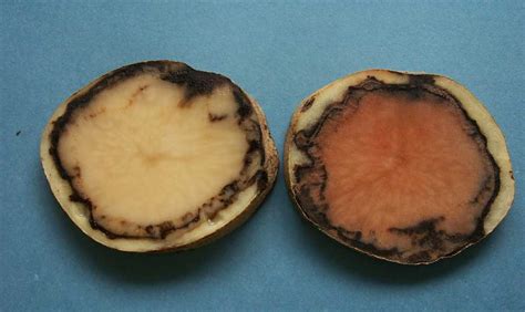 What is pink rot?