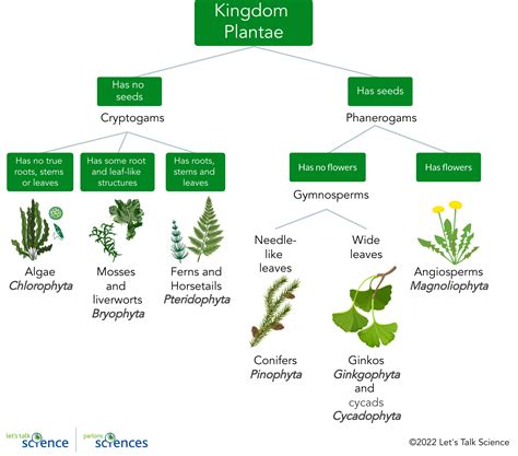 What is plant identification and classification?