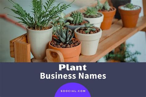 What is plant in a company?