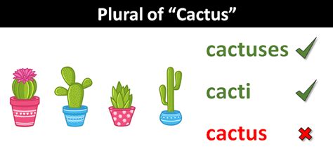 What is plural for cactus?