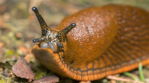 What is poisonous to slugs?