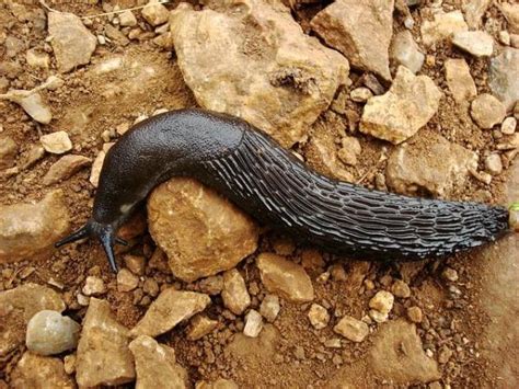 What is poisonous to slugs?