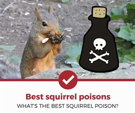 What is poisonous to squirrel?