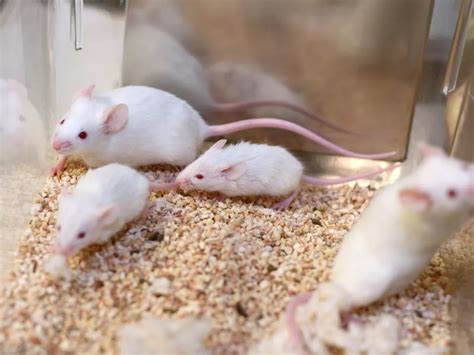 What is popcorning in mice?