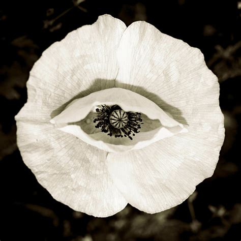 What is poppy eye?