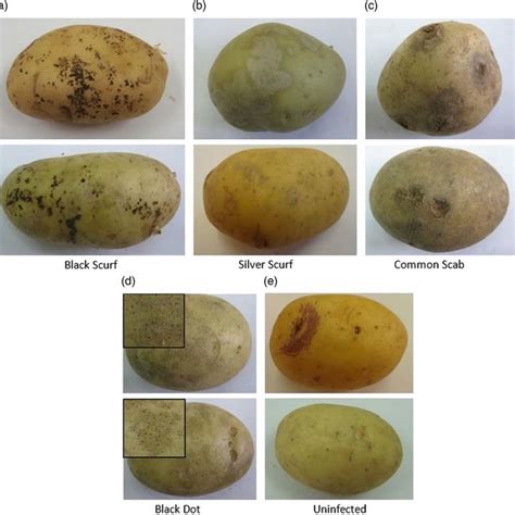 What is potato disease classification?