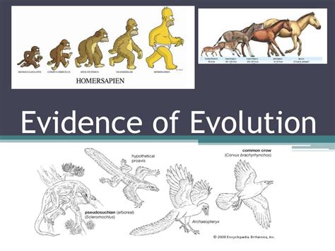 What is proof that evolution is real?